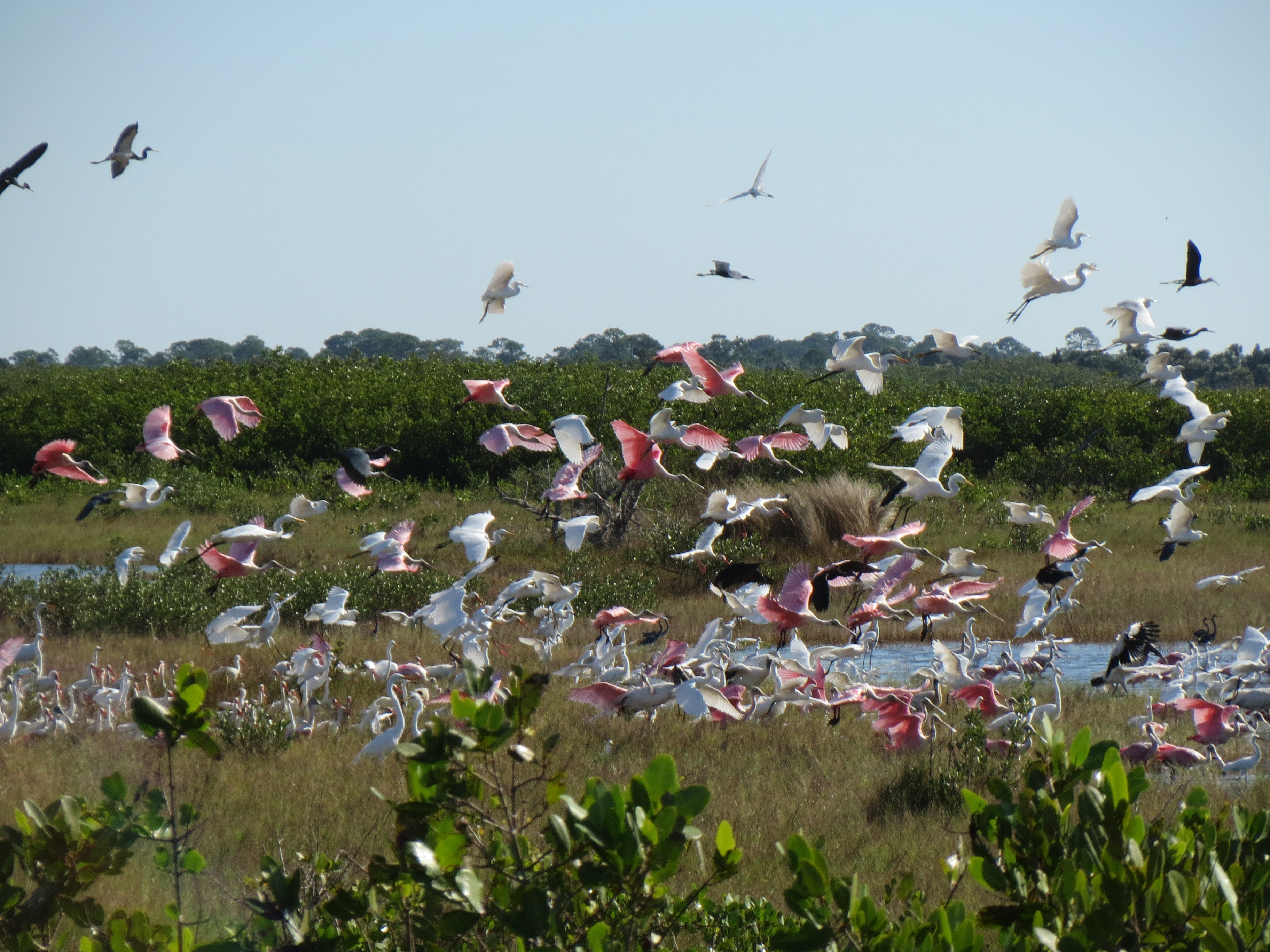 Black Point Wildlife Drive Bus Tour Titusville FL Chamber of Commerce