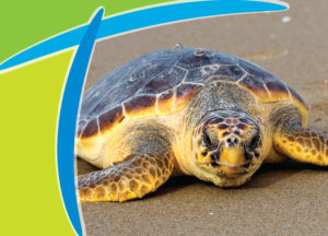 A sea turtle on the beach