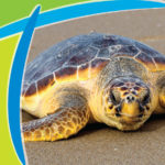 A sea turtle on the beach framed by the stylized T of the Titusville logo
