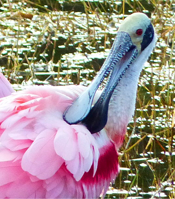 Roseate Spoonbill preening its feathers