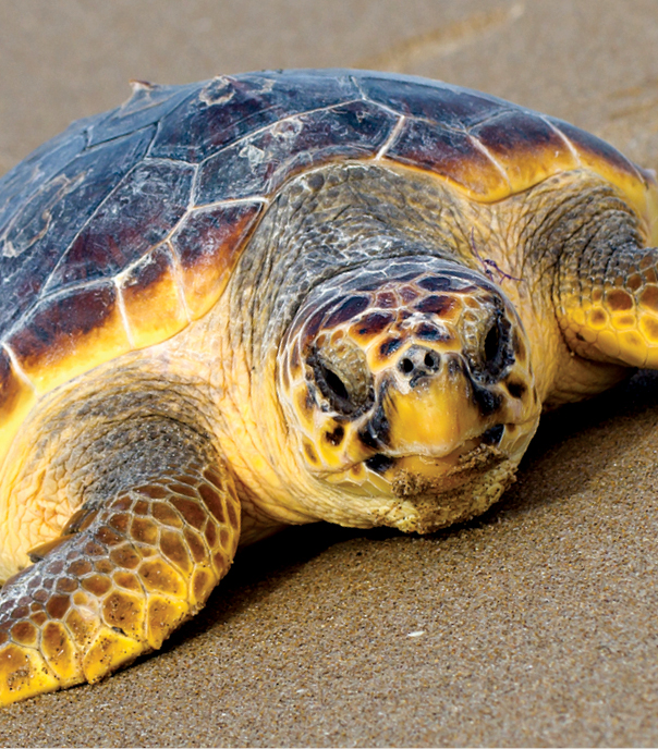 Sea Turtle on the shore