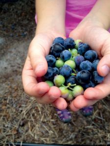 blueberries in hand (Photo Courtesy: Titusville Area Visitors Council)