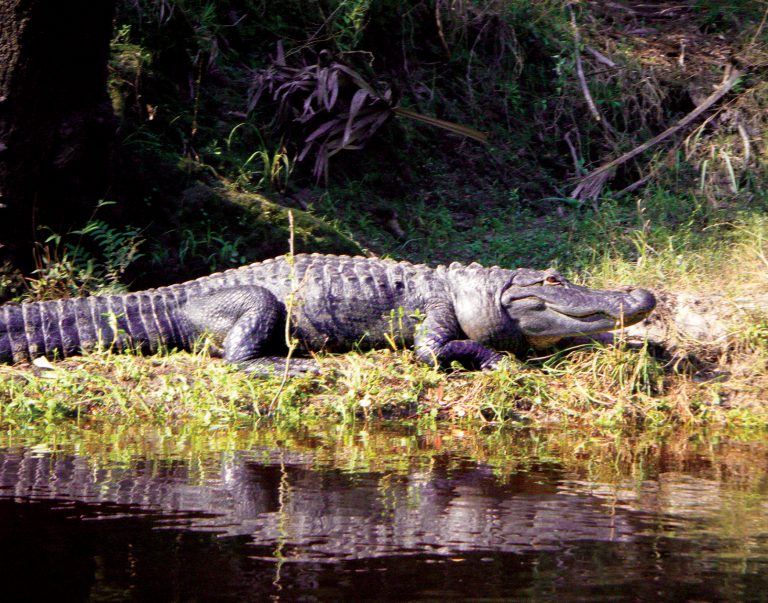 Top 5 Ways to see Florida's Biggest Creatures: Alligators! - Titusville ...