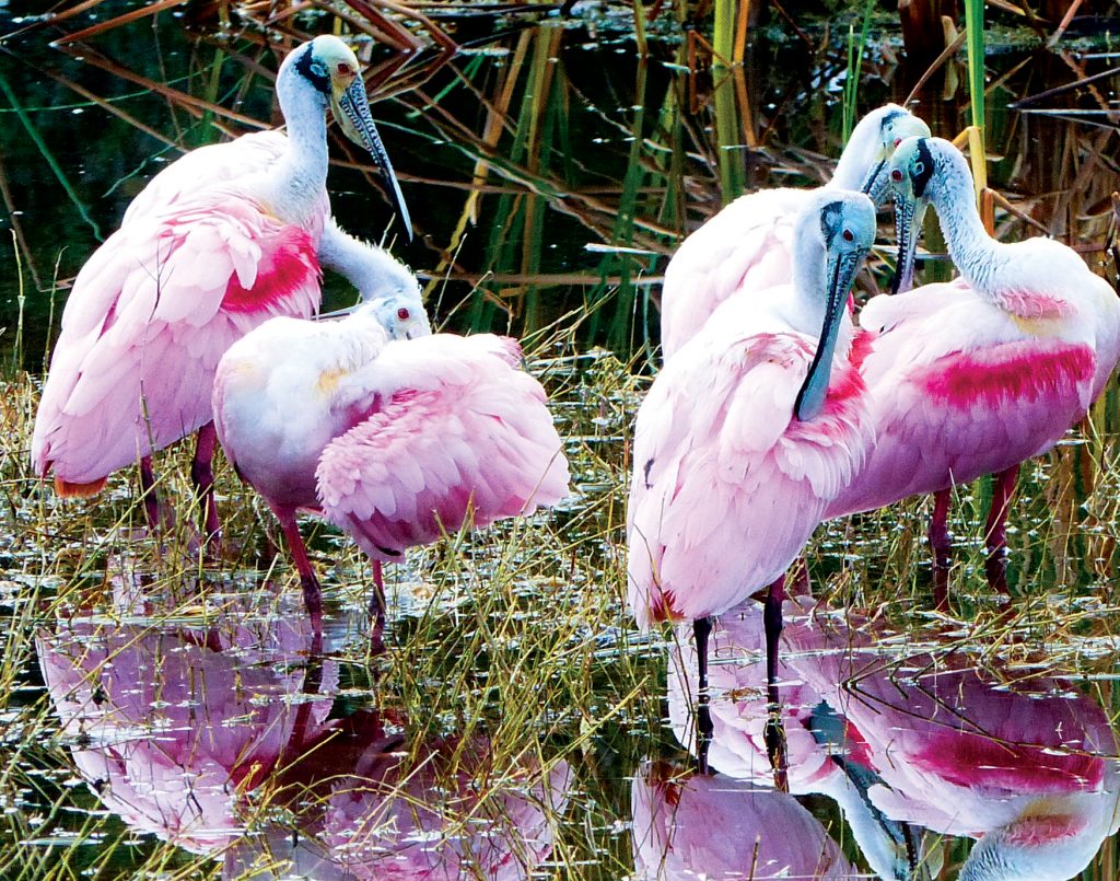 Serenity of Black Point Wildlife Drive Titusville FL Chamber of Commerce