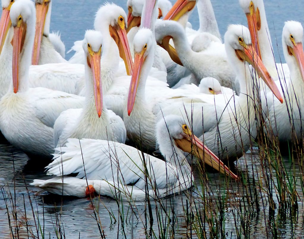Serenity of Black Point Wildlife Drive Titusville FL Chamber of Commerce