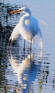 American Egret Standing in Water