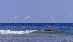 Surfer on Waves in Ocean with Birds flying above