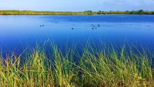 Multiple birds sitting in water on Black Point Wildlife Drive