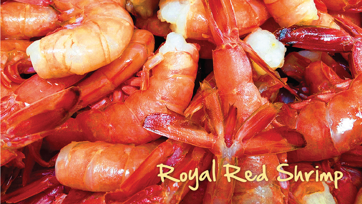 Royal Red Shrimp