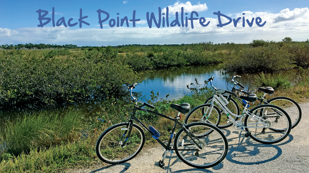 Black Point Wildlife Drive - Bikes