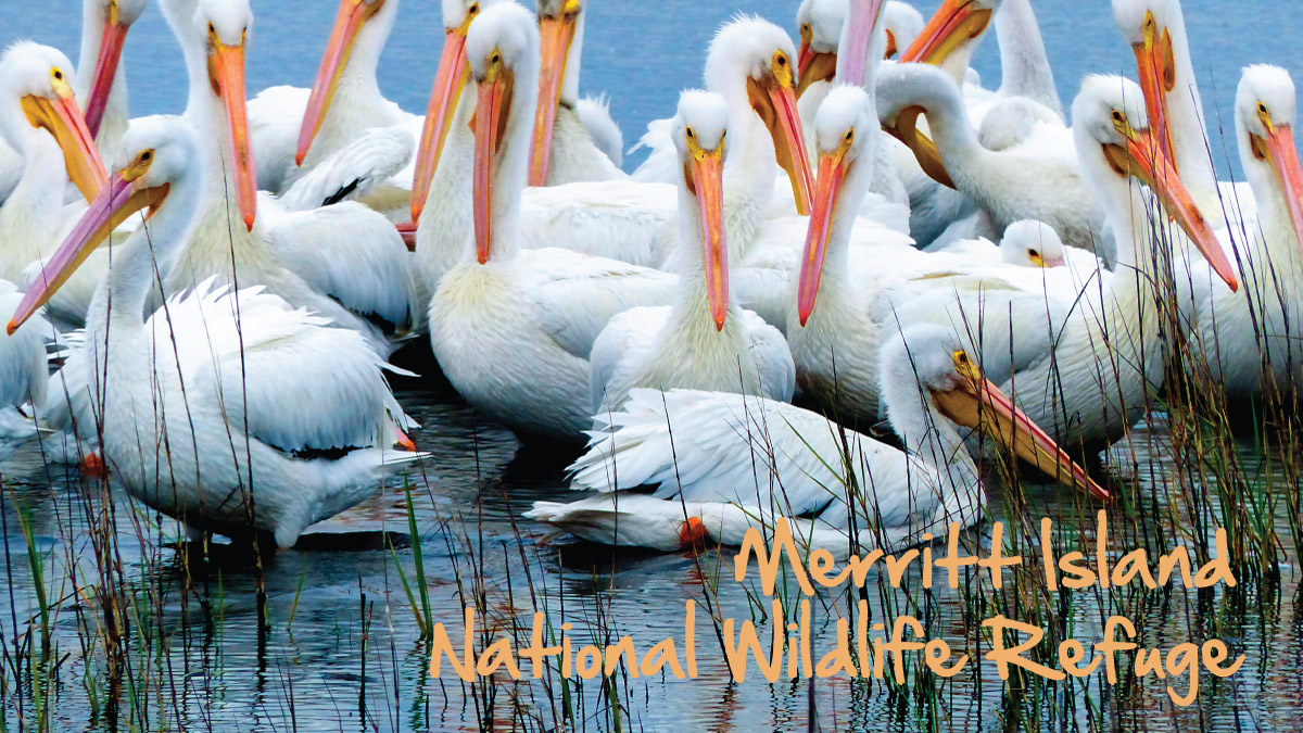 Merritt Island National Wildlife Refuge - White Pelicans