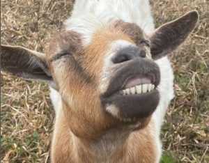 goat smile