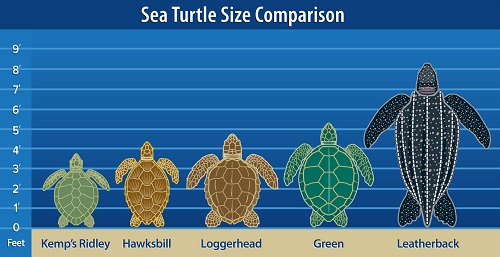 sea turtle comparisons