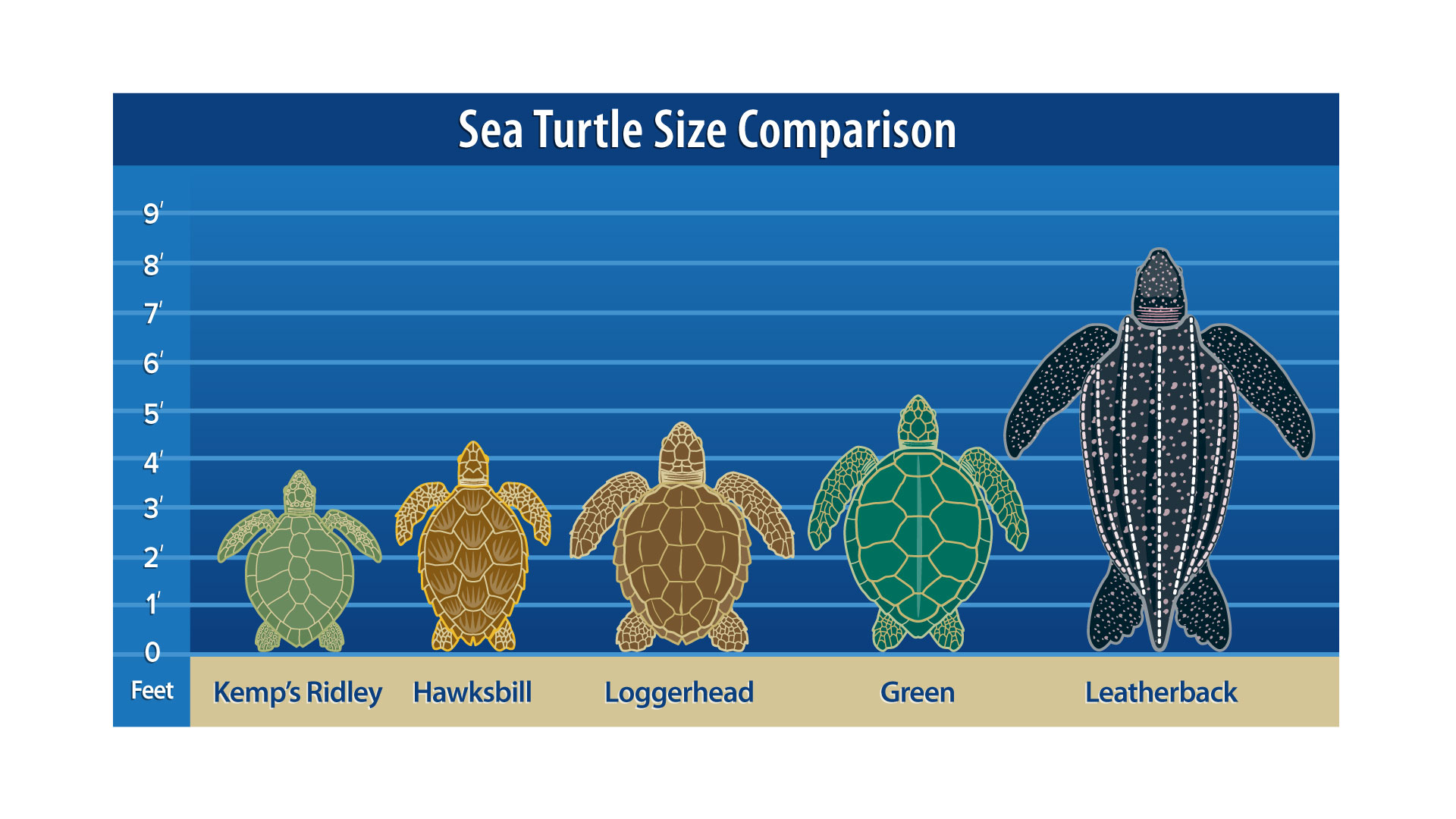 It's Only Natural - More Sea Turtle Walks - Titusville FL Chamber of ...