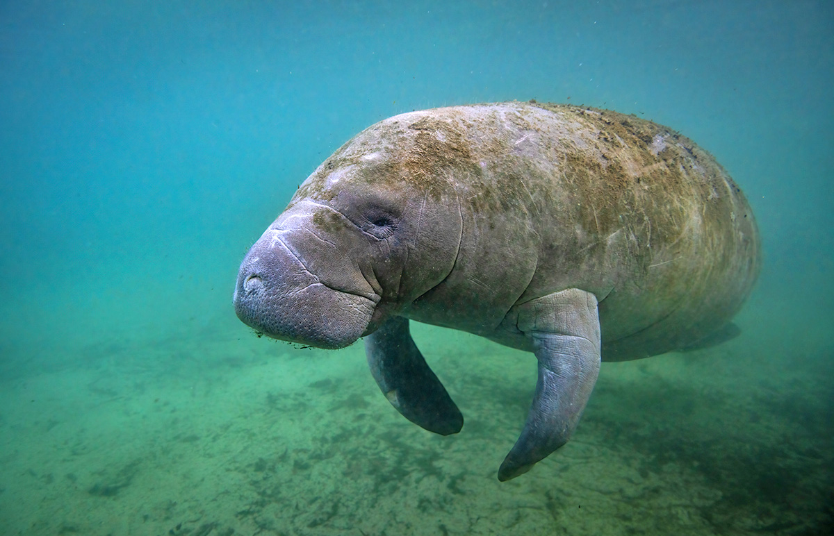 Planned Brevard Zoo Facility to Help the Manatees - Titusville FL ...