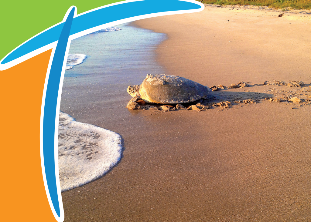 Sea Turtle on beach going toward seashore