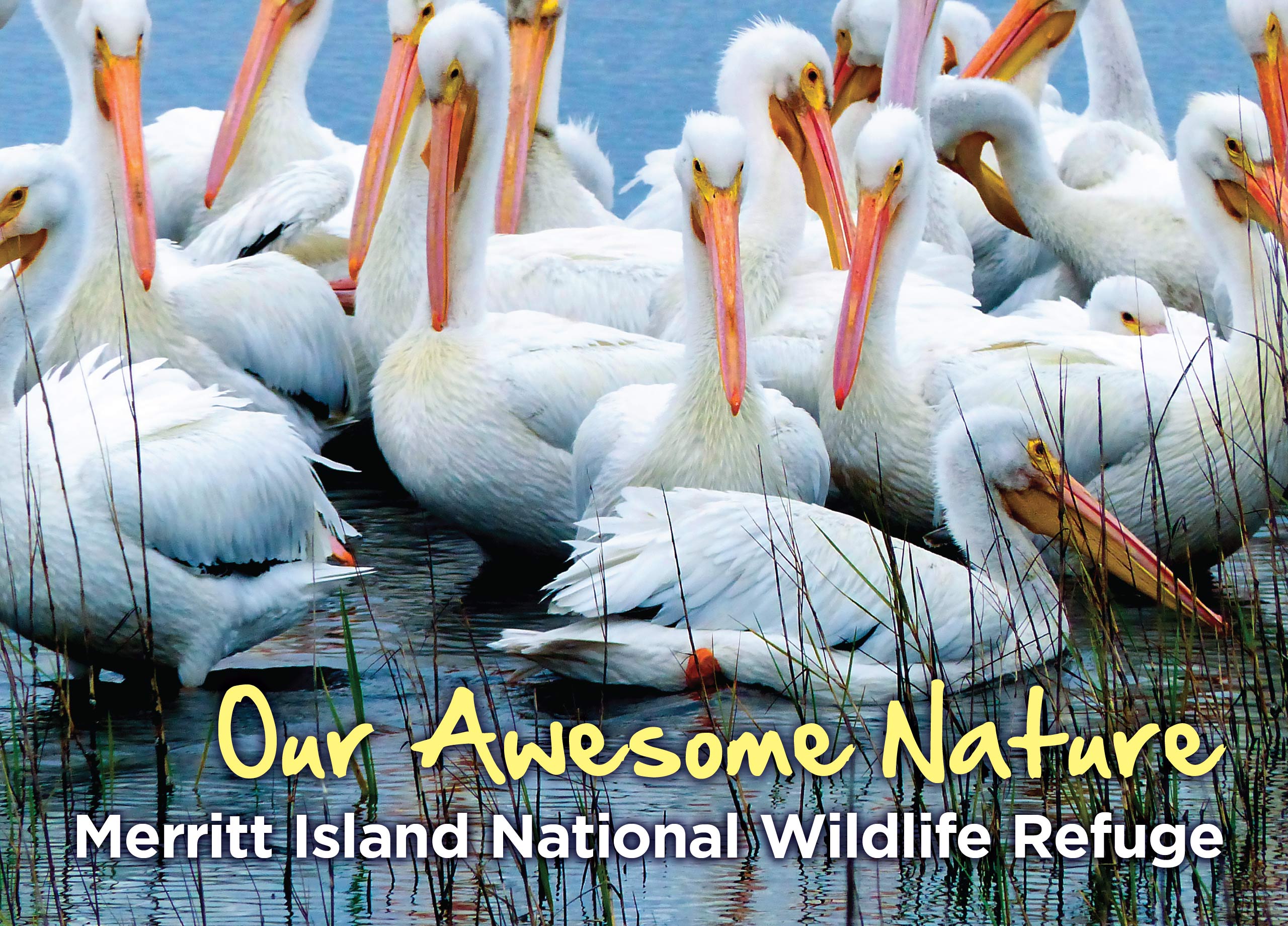 Our Awesome Nature. Merritt Island National Wildlife Refuge.